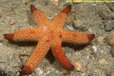 sea star